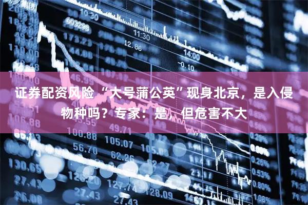 证券配资风险 “大号蒲公英”现身北京，是入侵物种吗？专家：是，但危害不大